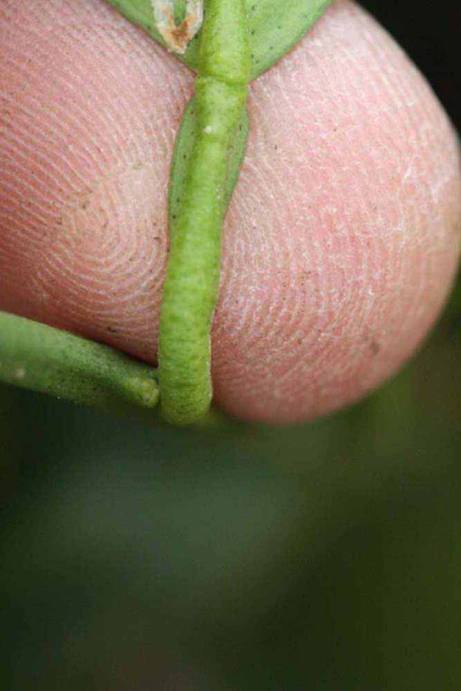             Petiole (Riverside, CA)       